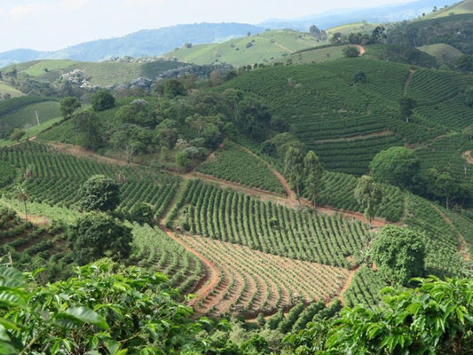 What Does Single Origin Coffee Mean?