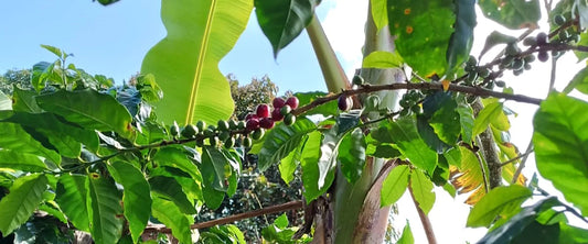 What is Colombia Geisha Coffee?
